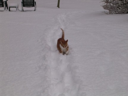 Sammy Following Mom's Path in The Snow