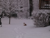 Sam looking mighty small in the snow
