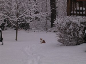 Sam in snow Winter 2010