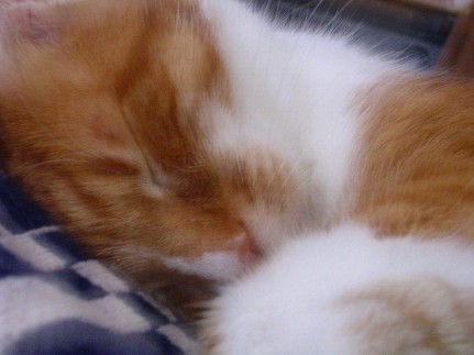 Sammy looking soft and sweet (asleep!)