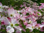 pink dogwood spring2012-2