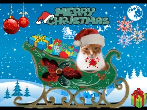 Dashing thru the snow....in a one cat open sleigh....'ore the fields we go, meowing all the way!!!!