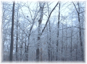 Ice-covered trees !